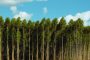 Show Florestal – Feira da Indústria do Eucalipto
