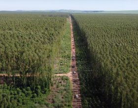 ÁREA DA EXPOFOREST 2023 RECEBEU A 11ª VISITA TÉCNICA