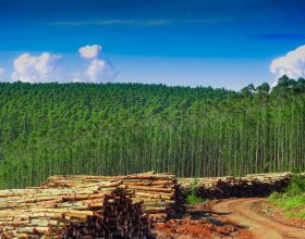 Taxa de Crescimento de Árvores para Fins Industriais é Extraordinária no Brasil