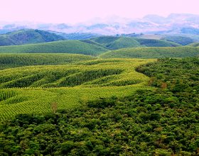 Curitiba Receberá Evento Internacional Sobre Manejo Sustentável da Paisagem