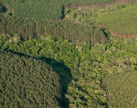 Embrapa Floresta Sugere Complementações no Plantar Florestas