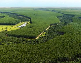 Plano Safra Tem Financiamento de Até Dois Anos Para Manejo Florestal