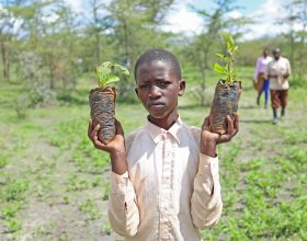 Quênia Tem Feriado Nacional Para População Plantar Árvores