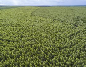 Valor Econômico Destaca Investimentos Bilionários Do Setor Florestal