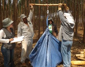 Embrapa Divulga Estudo Sobre Estoque de Carbono em Árvores de Eucalipto