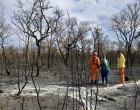 A Bahia contra os incêndios Florestais