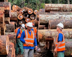 Novo decreto atualiza regras para transporte de produtos de madeira nativa em MT