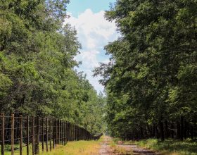 AGEFLOR apresenta atualização da Área de florestas plantadas no Rio Grande do Sul