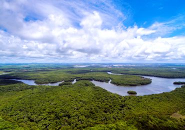 Startup recebe R$ 100 mi de financiamento para reflorestar a Amazônia