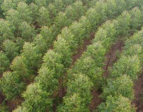 Cultivo de florestas avançou 79 mil ha em SP nos últimos quatro anos
