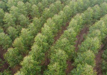 Cultivo de florestas avançou 79 mil ha em SP nos últimos quatro anos