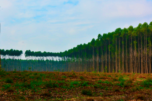 floresta plantada|